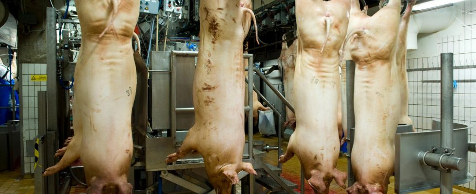 Two are sentenced for animal cruelty at a slaughterhouse