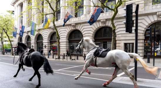 Two horses ran loose in London seriously injured