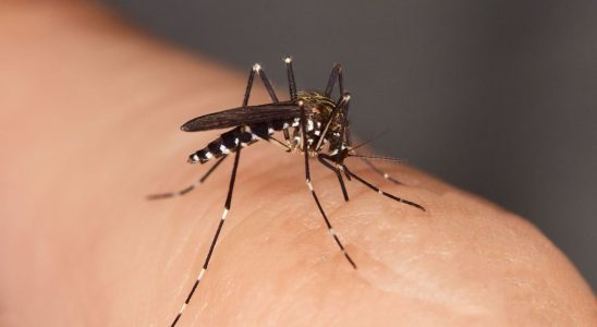 Upsurge in dengue cases in mainland France How to protect