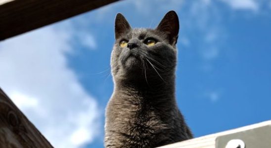 Utrecht cats with colored collar solution for bird hunting