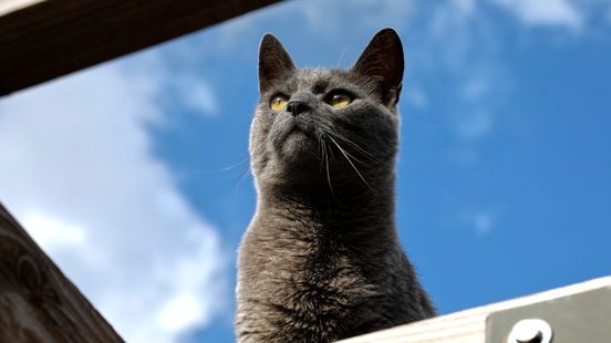 Utrecht cats with colored collar solution for bird hunting