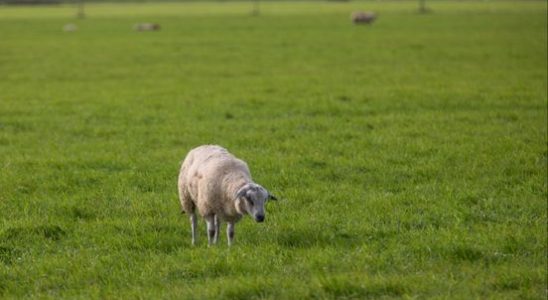 Vaccine against bluetongue available veterinarians will quickly start vaccinations