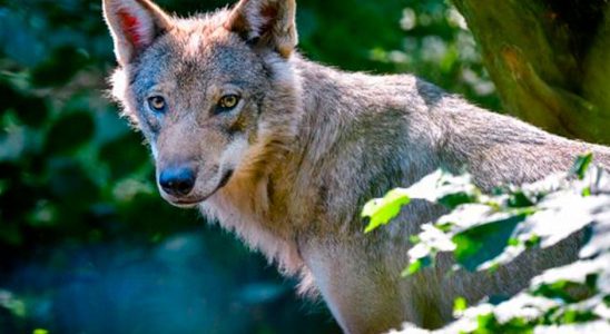 Wolf attack in Norrtalje two horses killed