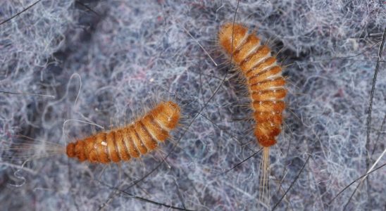 Worse than moths this critter wreaks havoc in your cupboards