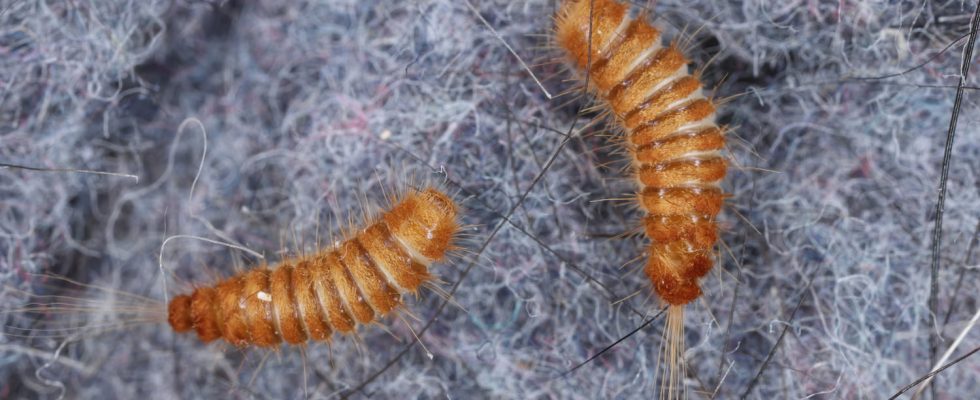 Worse than moths this critter wreaks havoc in your cupboards