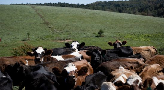 a person infected by a bovine in the United States