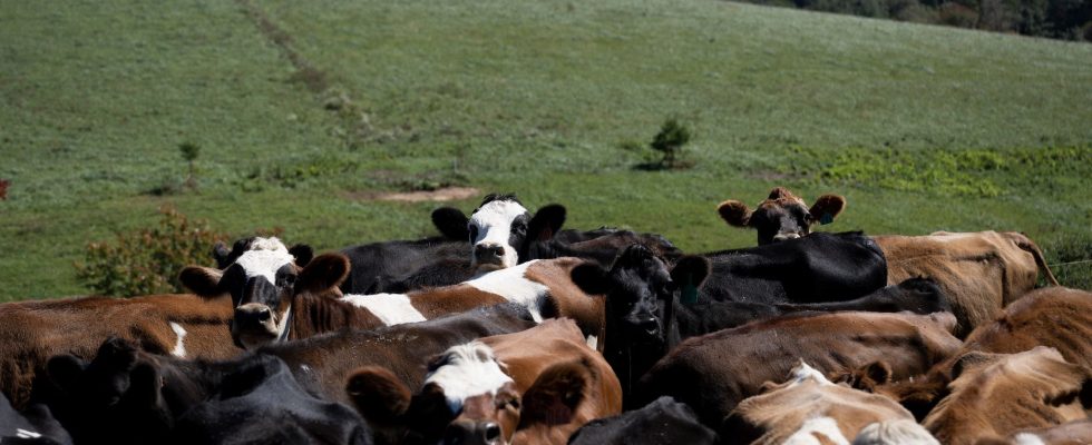 a person infected by a bovine in the United States