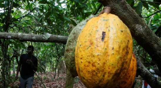 an Ivorian NGO warns of the Liberian origin of cocoa