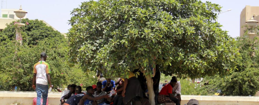 migrants survive in olive fields