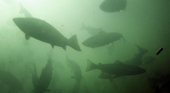 nearly 77000 salmon miraculously survived a road accident in Oregon