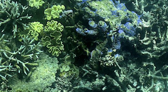 the Great Barrier Reef suffers the worst bleaching episode ever