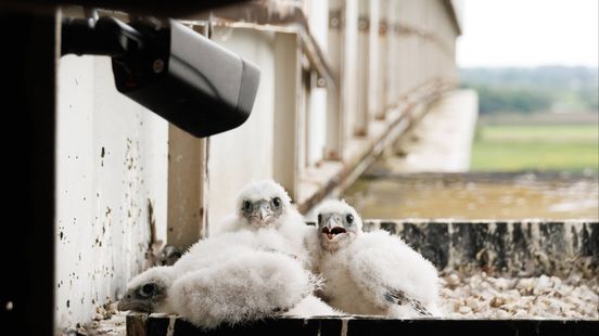 3 peregrine falcons born at the Wijk bij Duurstede lock