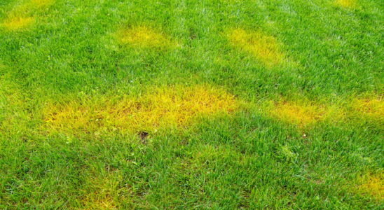 A simple trick prevents the lawn from yellowing only good