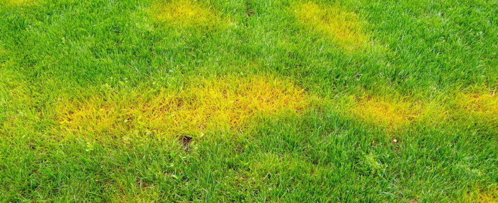 A simple trick prevents the lawn from yellowing only good