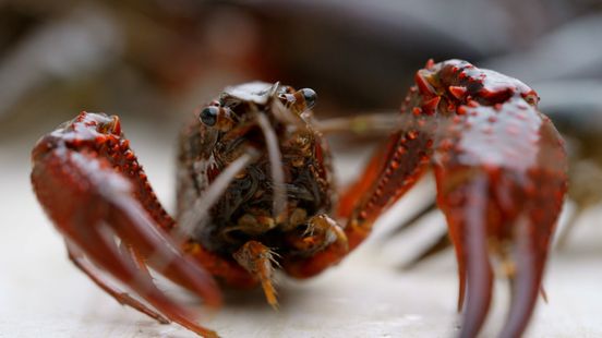 American crayfish eats entire polder Underwater its like a desert