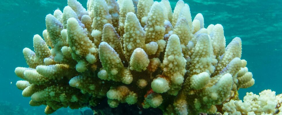 Coral bleaching is spreading around the world