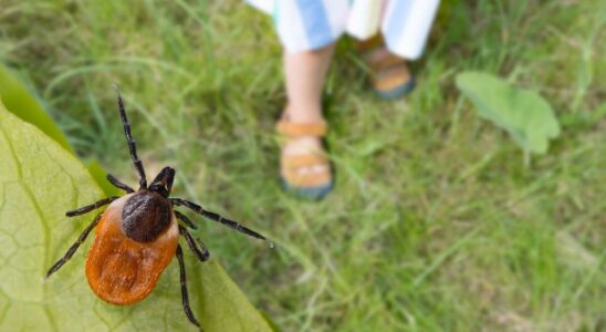 Crimean Congo hemorrhagic fever the 5 actions to adopt to protect