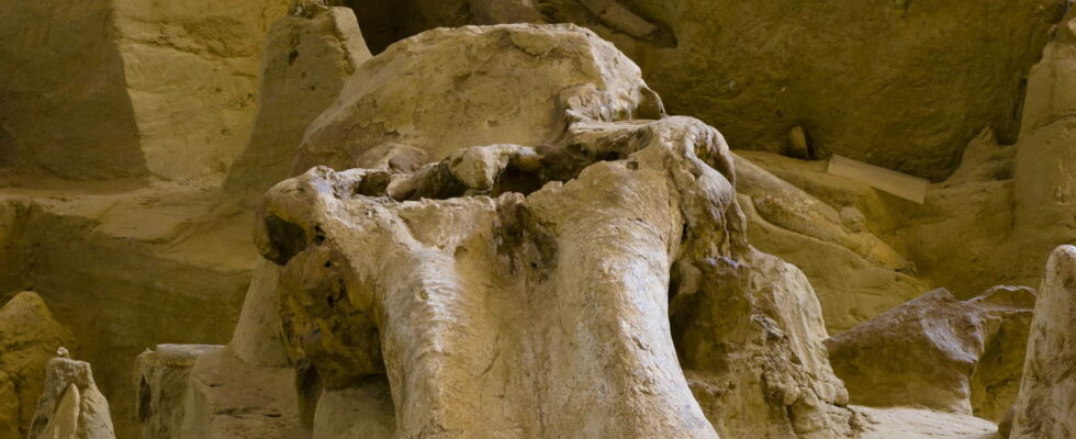 Cyclops bones discovered 2000 years ago The Greeks made a