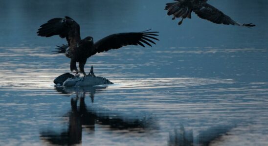 Eagles take detours around the war in Ukraine