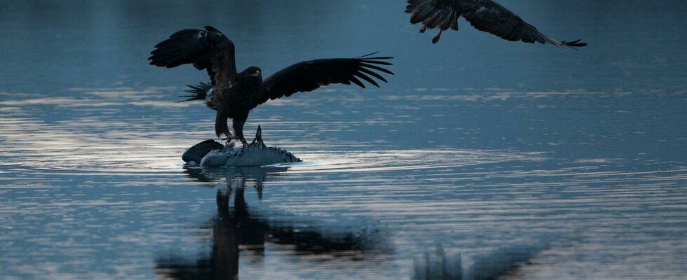 Eagles take detours around the war in Ukraine