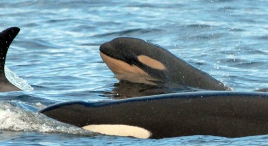 Fines for stomach splashing on killer whales