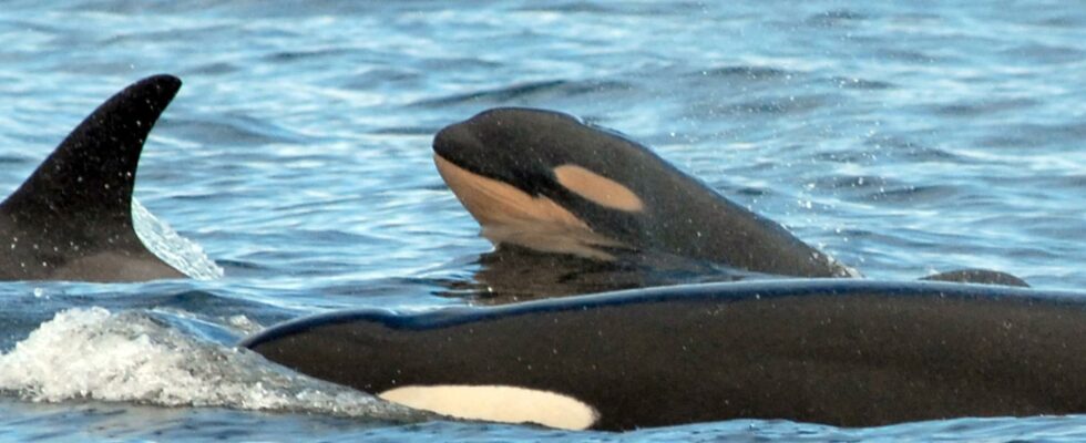 Fines for stomach splashing on killer whales