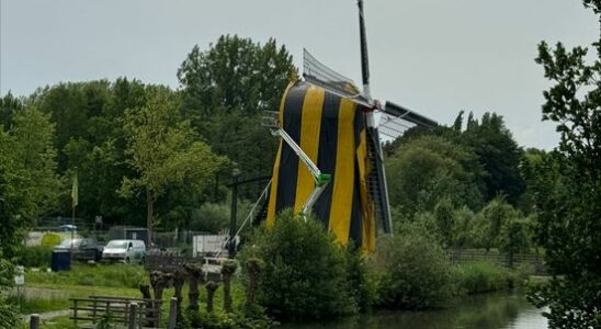 Gnawing beetles feed on Utrecht windmills Its five to twelve