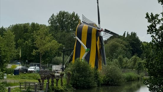 Gnawing beetles feed on Utrecht windmills Its five to twelve