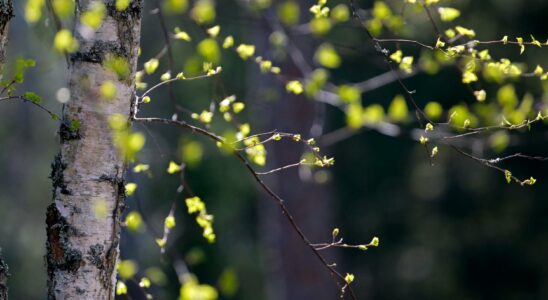 Greenery in the city boosts health forgotten