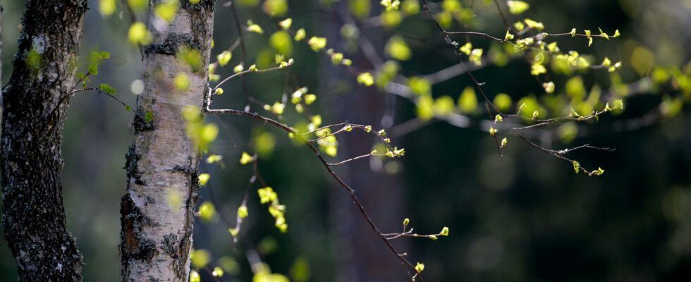 Greenery in the city boosts health forgotten