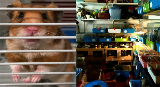 Had 1000 hamsters in apartment reported again Not true