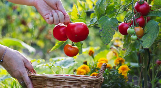 How to grow tomatoes to get the most fruit possible