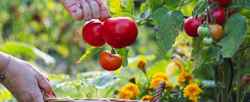 How to grow tomatoes to get the most fruit possible