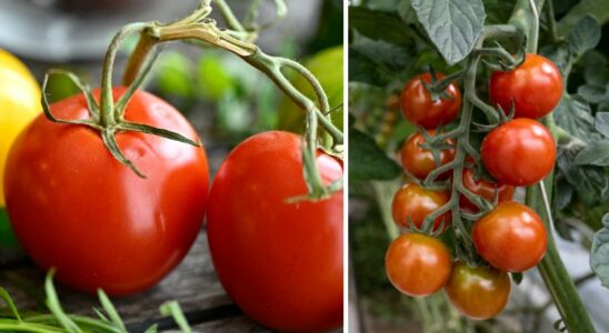 How to take care of your tomato plants this summer