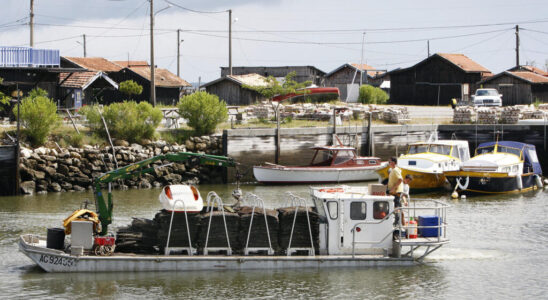 In the Arcachon basin oyster sales still lagging behind