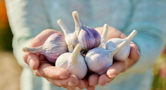 Is eating too much garlic risky for your health The