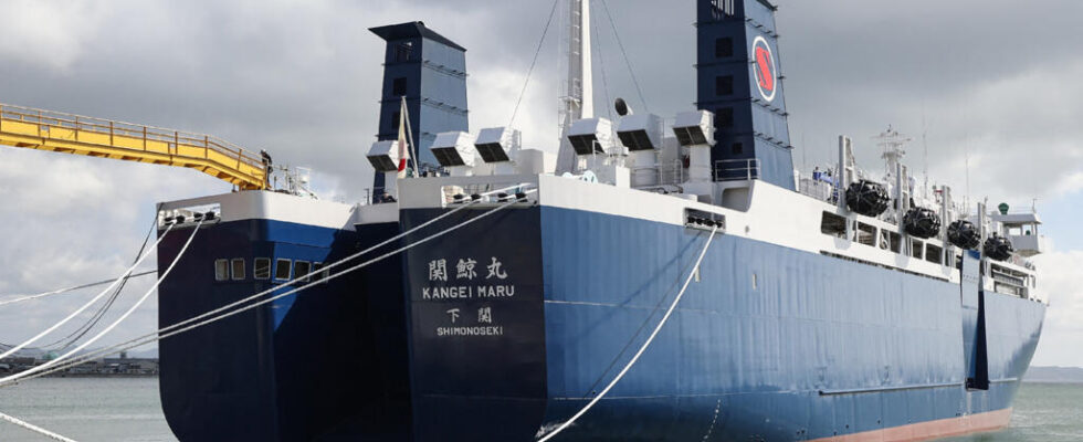 Kangei Maru the new Japanese behemoth dedicated to whaling