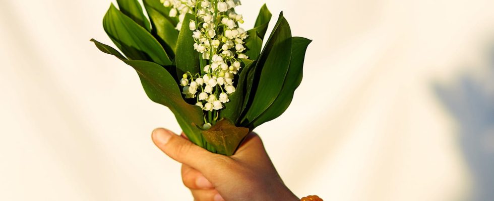 Lily of the valley is toxic how to protect yourself