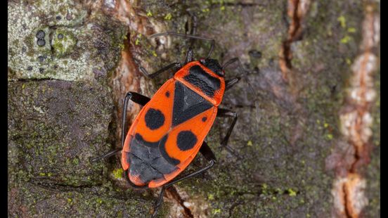 Lucs Garden Safari the firebug sometimes mates for a week