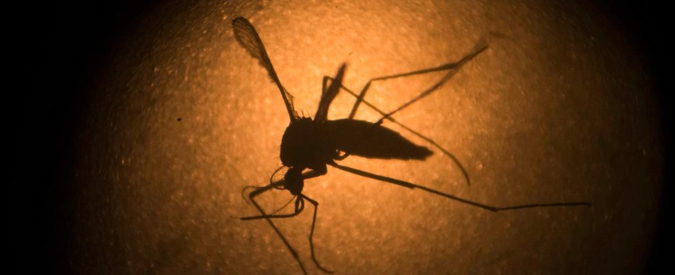 Mosquitoes from labs to solve mosquito problem in LA