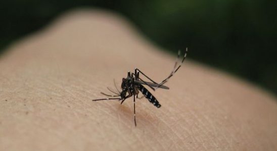 NVWA must do more against the tiger mosquito