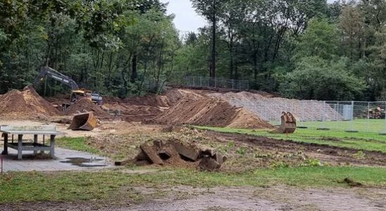 No criminal investigation into illegal felling of a hundred trees