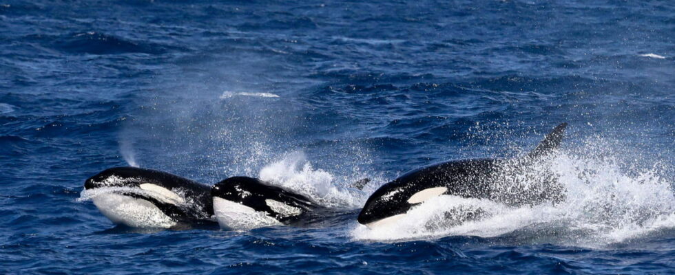 Orcas sink a boat in the Mediterranean again We finally