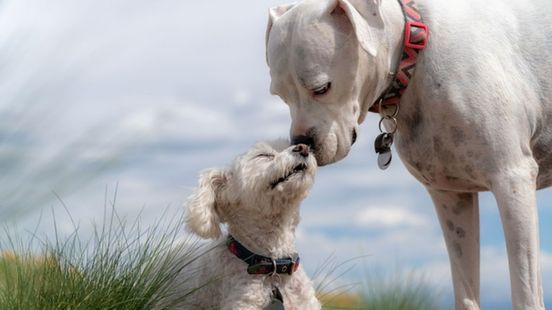 Owner of animal hotel with 10 dead dogs reports death