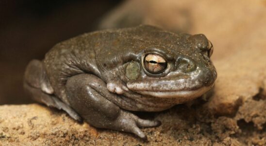 Psychedelic Toad Venom May Help Treat Depression