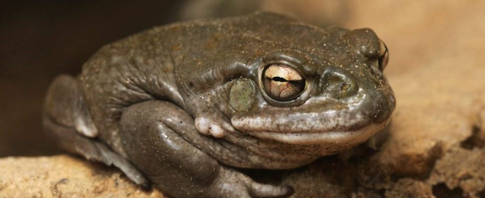 Psychedelic Toad Venom May Help Treat Depression