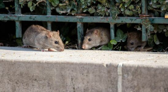 Rat hepatitis E after having spread in Spain can it