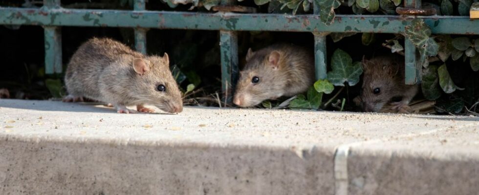 Rat hepatitis E after having spread in Spain can it