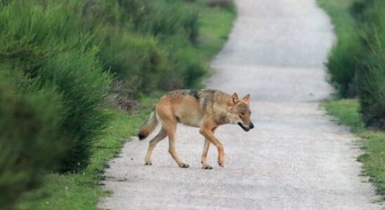 Researchers expect wolf packs on the Utrechtse Heuvelrug