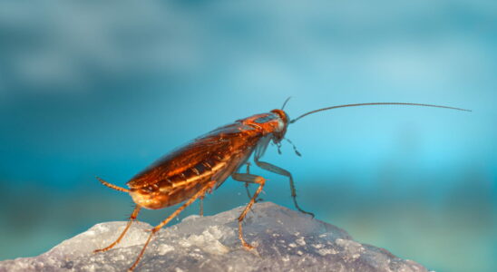 Scientists want to use remote controlled cockroaches to save lives